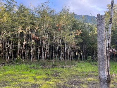 Venta-de-Parcela-en-Valdivia-RINILAHUE